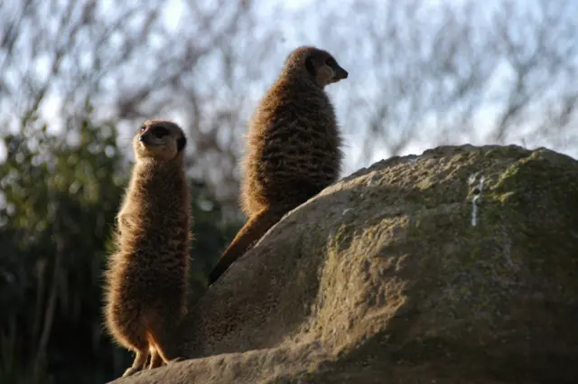 Meerkats