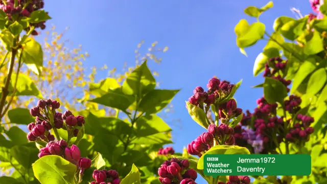 Flowers and blue skies in Daventry