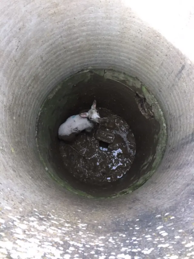 Lamb stuck in well