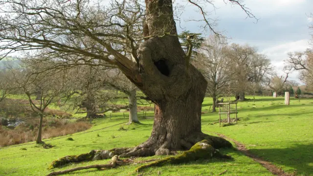 Ancient oak tree