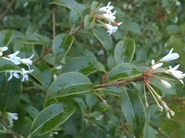 Damp leaves