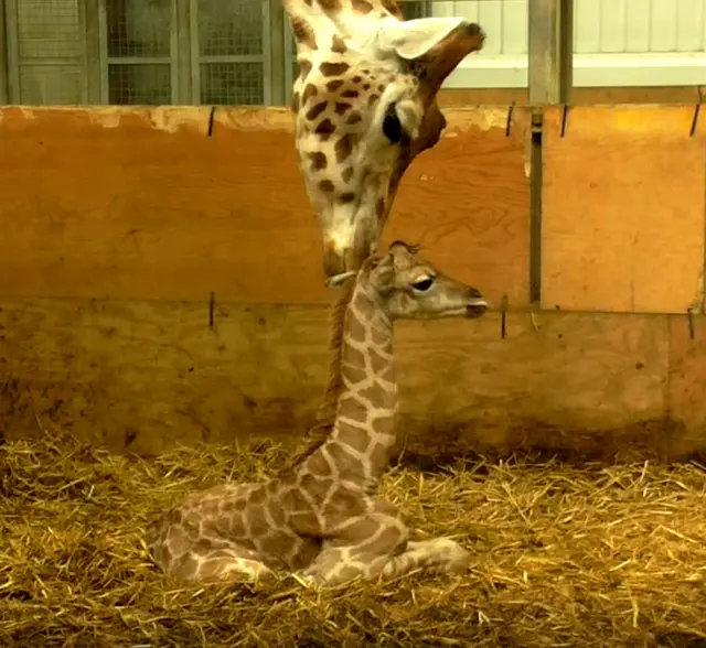 Baby giraffe