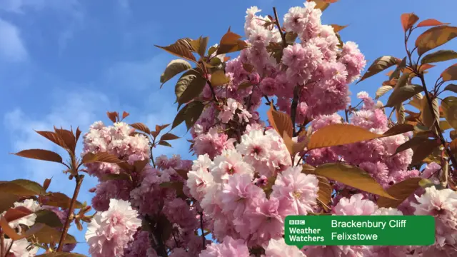 Blossom on a tree