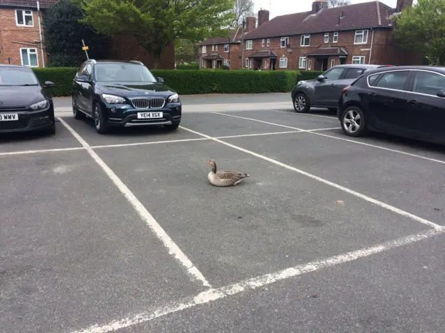 Goose in car park