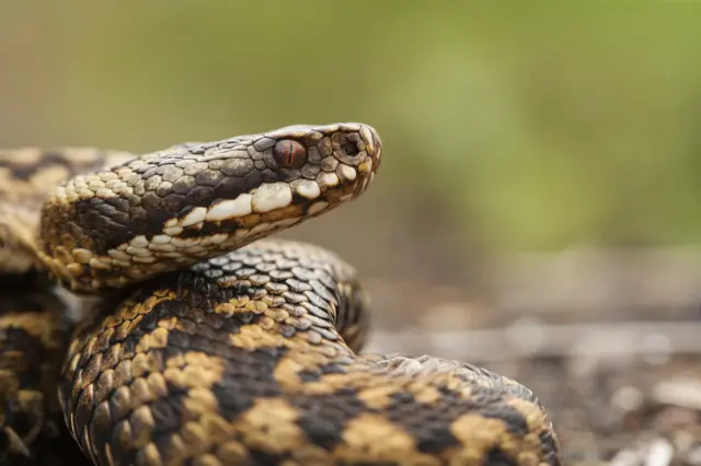 Adder