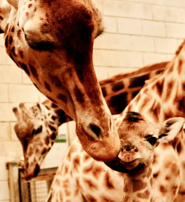 Giraffes. Pic: Paignton Zoo