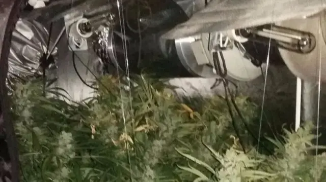 Some of the seized cannabis plants