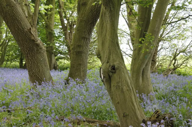 Norfolk bluebell wood