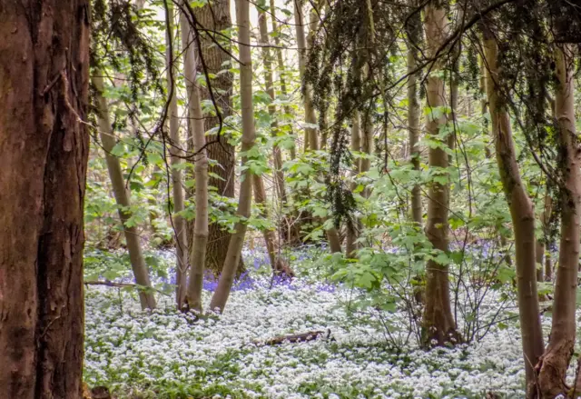 Woods at Ragged Stone Hill