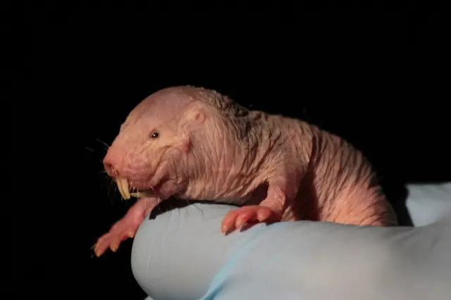 Naked mole-rat