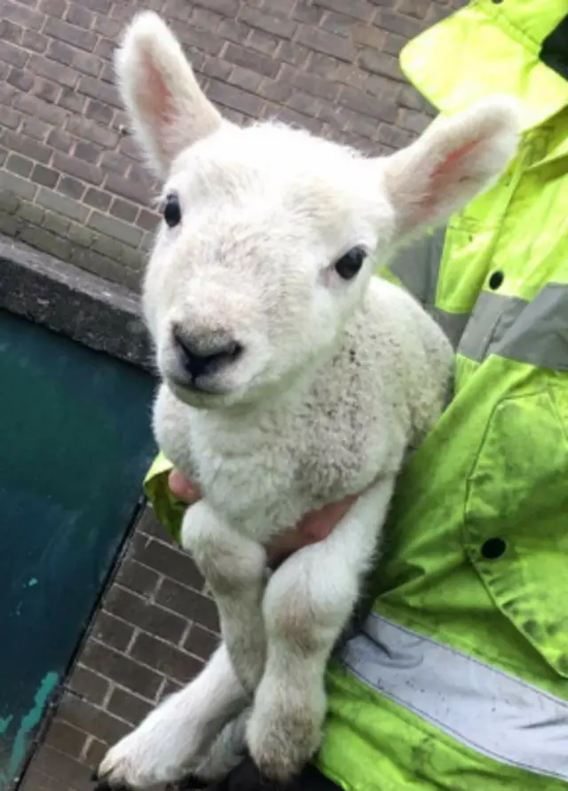 Lucky the lamb