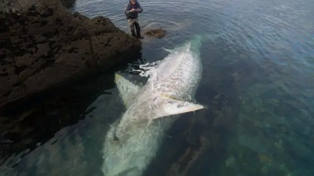 Dead basking shark