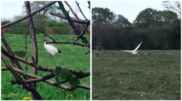 Ibis