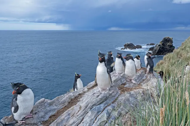 Rockhopper penguins