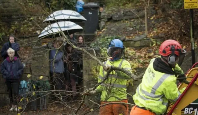 Tree felling in Sheffield