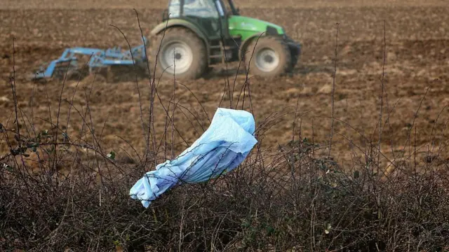 Plastic bag in a tree