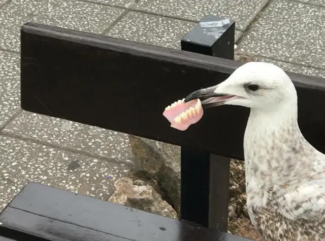 Seagull with false teeth. Pic: Apex