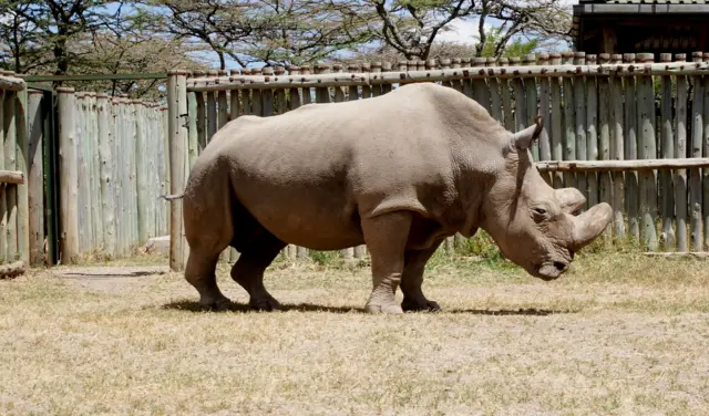 Sudan, the only remaining male rhino of its species