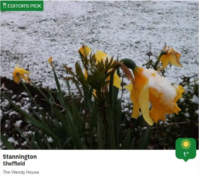 Daffodils in the snow