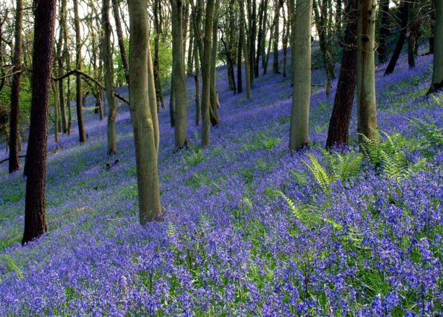 Bluebells in field