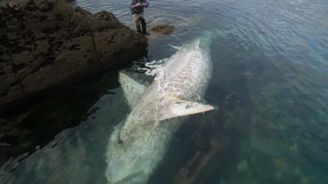 Dead basking shark. Pic: Matthew Facey