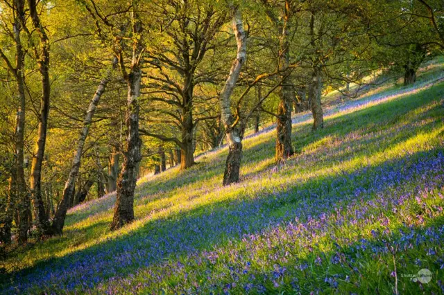 Bluebells