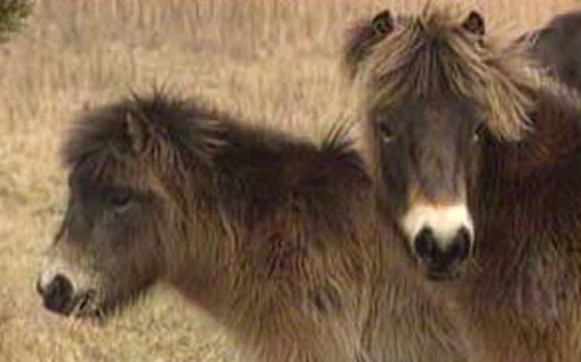 Exmoor ponies