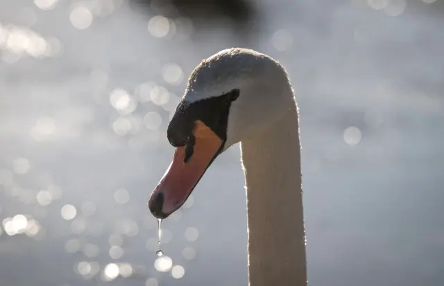 Swan