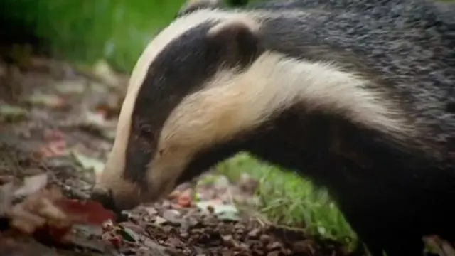 Badger