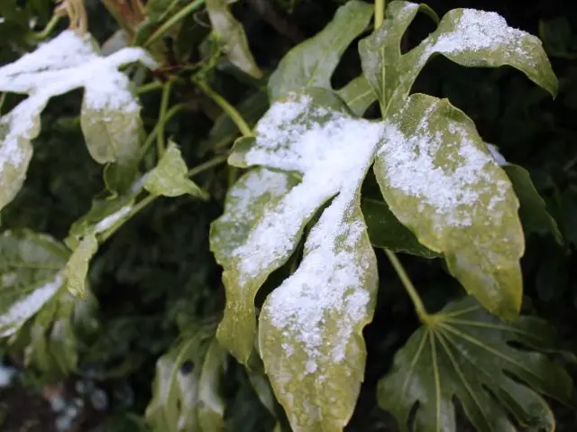 Leaf with frost on it