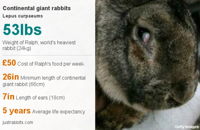 Giant rabbit data