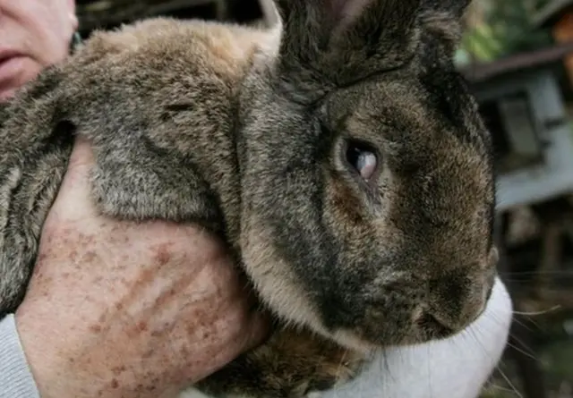 Giant rabbit