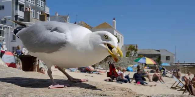 Seagull in St Ives, Cornwall