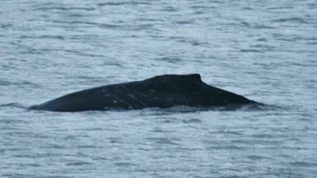 Humpback whale