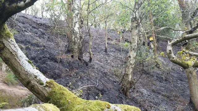 Burnt woodland on Kinver