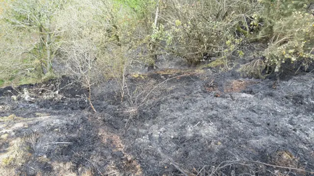 Burnt woodland on Kinver