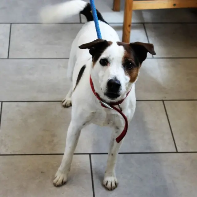 Jack Russell-Terrier cross