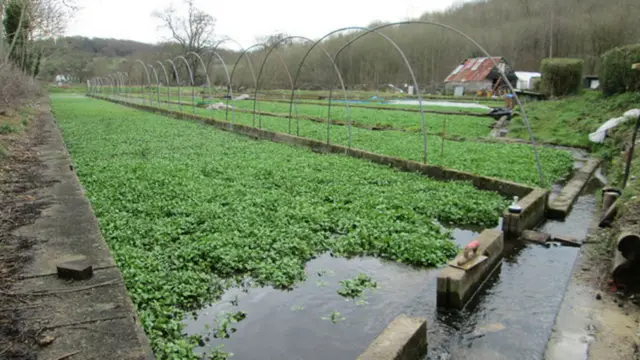 Watercress beds at Sarratt