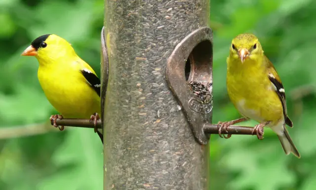 Two goldfinches