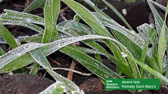 Frost in Ramsey Saint Mary's