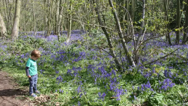 Bluebells in Freston woods