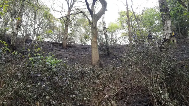 Burnt out woodland at Kinver Edge