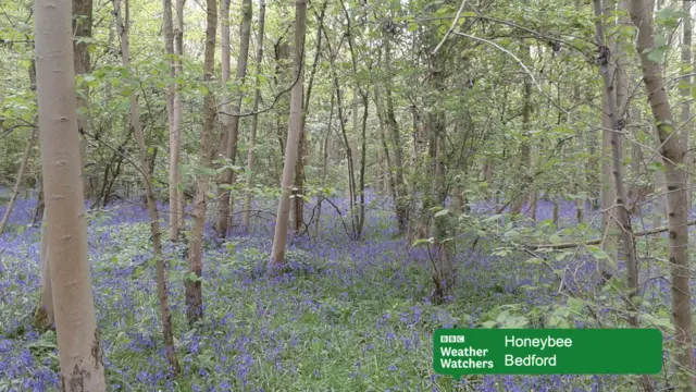 Bluebells in Bedford