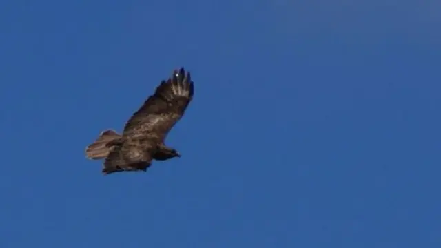 Buzzard