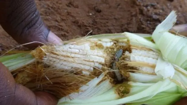 Armyworm