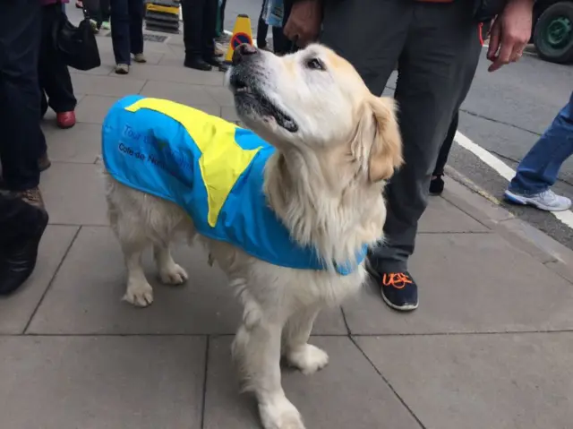 Dog dressed in Tour de Yorkshire colours