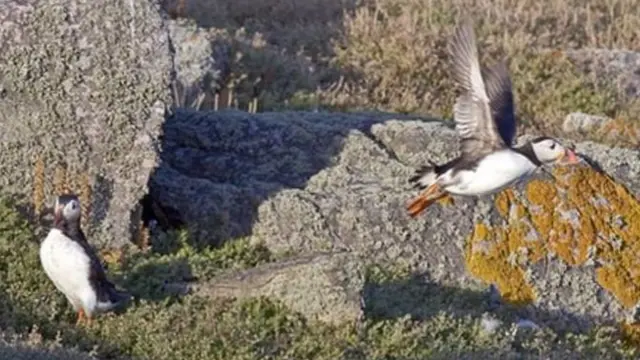 Puffins