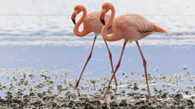 Flamingos