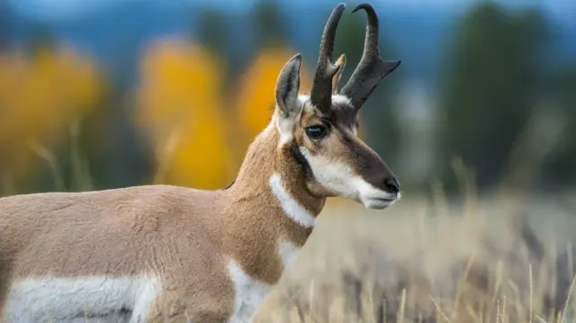 pronghorn antelope