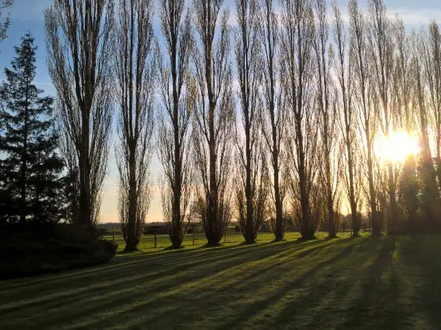 Trees at Ashton under Hill